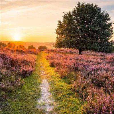 皇家88app下载截图